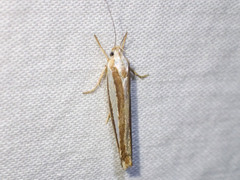 Catoryctis subparallela