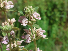 Phlomis bovei, photograph (c) Joey Bom, some rights reserved (CC BY)