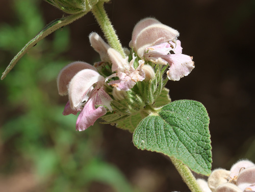 Phlomis bovei, photograph 2