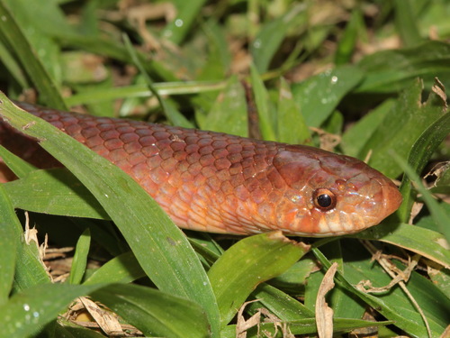Black Cross-barred Kukri Snake