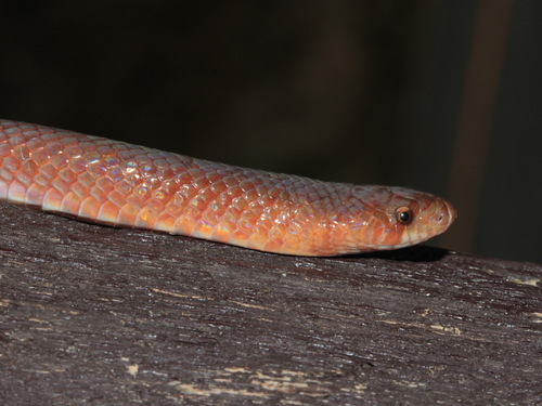 Black Cross-barred Kukri Snake
