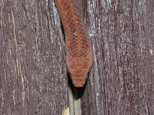 Black Cross-barred Kukri Snake