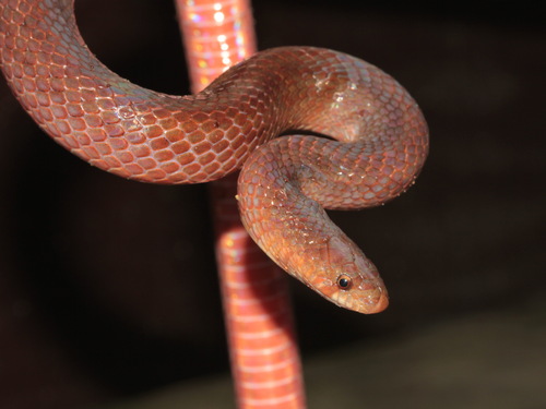Black Cross-barred Kukri Snake