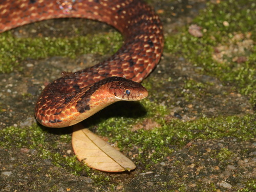 Assam Mountain Snake