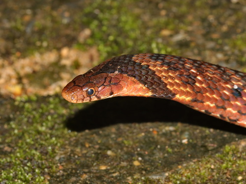 Assam Mountain Snake