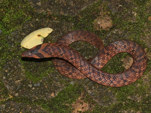 Assam Mountain Snake
