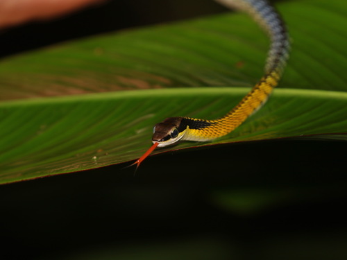 Banded Bronzeback