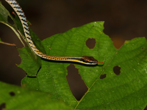 Banded Bronzeback