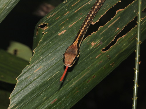 Banded Bronzeback