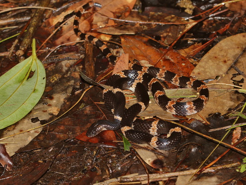 Banded Wolf Snake
