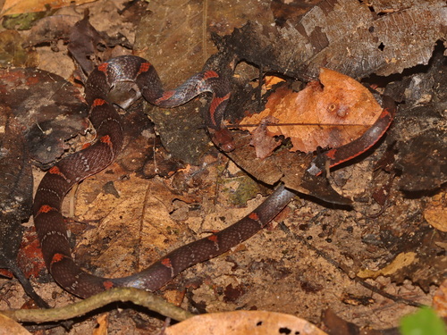 Barred Kukri Snake