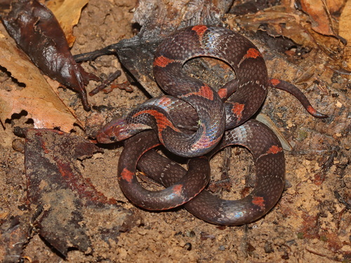Barred Kukri Snake