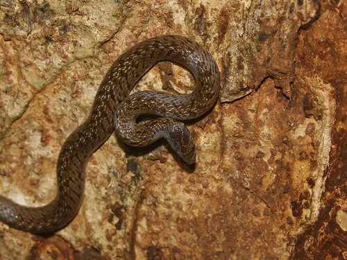 Barron's Kukri Snake
