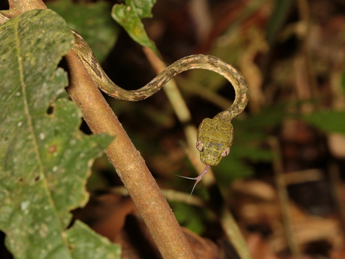 Green-headed Cat Snake