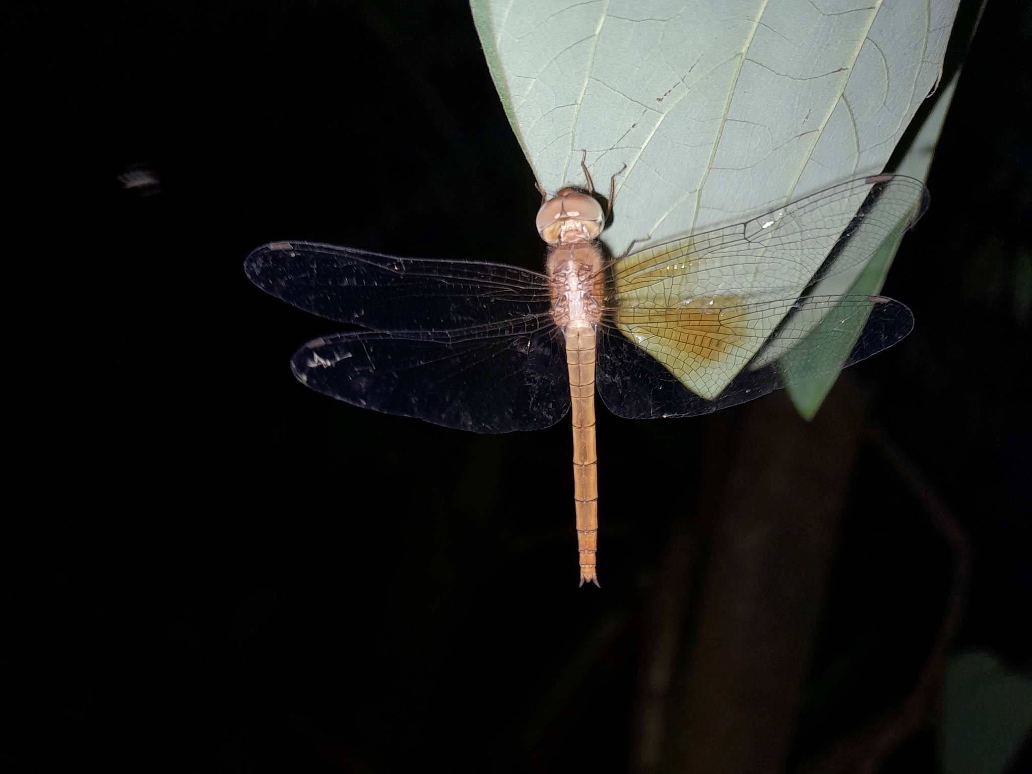Coral-Tailed Cloudwing