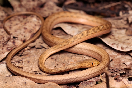 Amazon Coastal House Snake (pallidus), Thamnodynastes pallidus