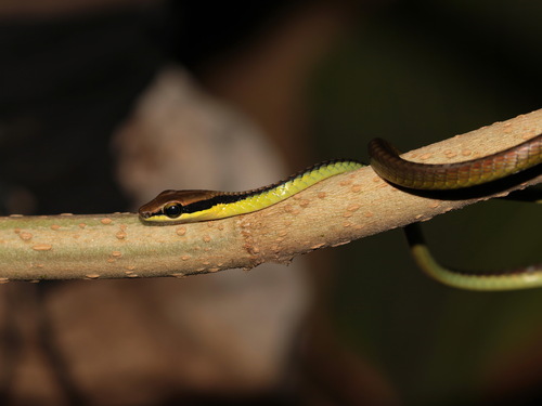 Wall's Bronzeback