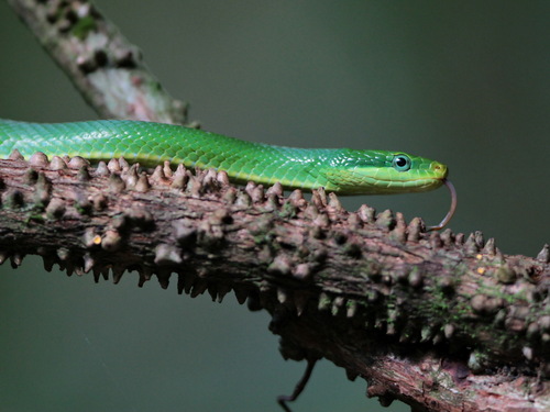 Blue-eyed Bush Rat Snake