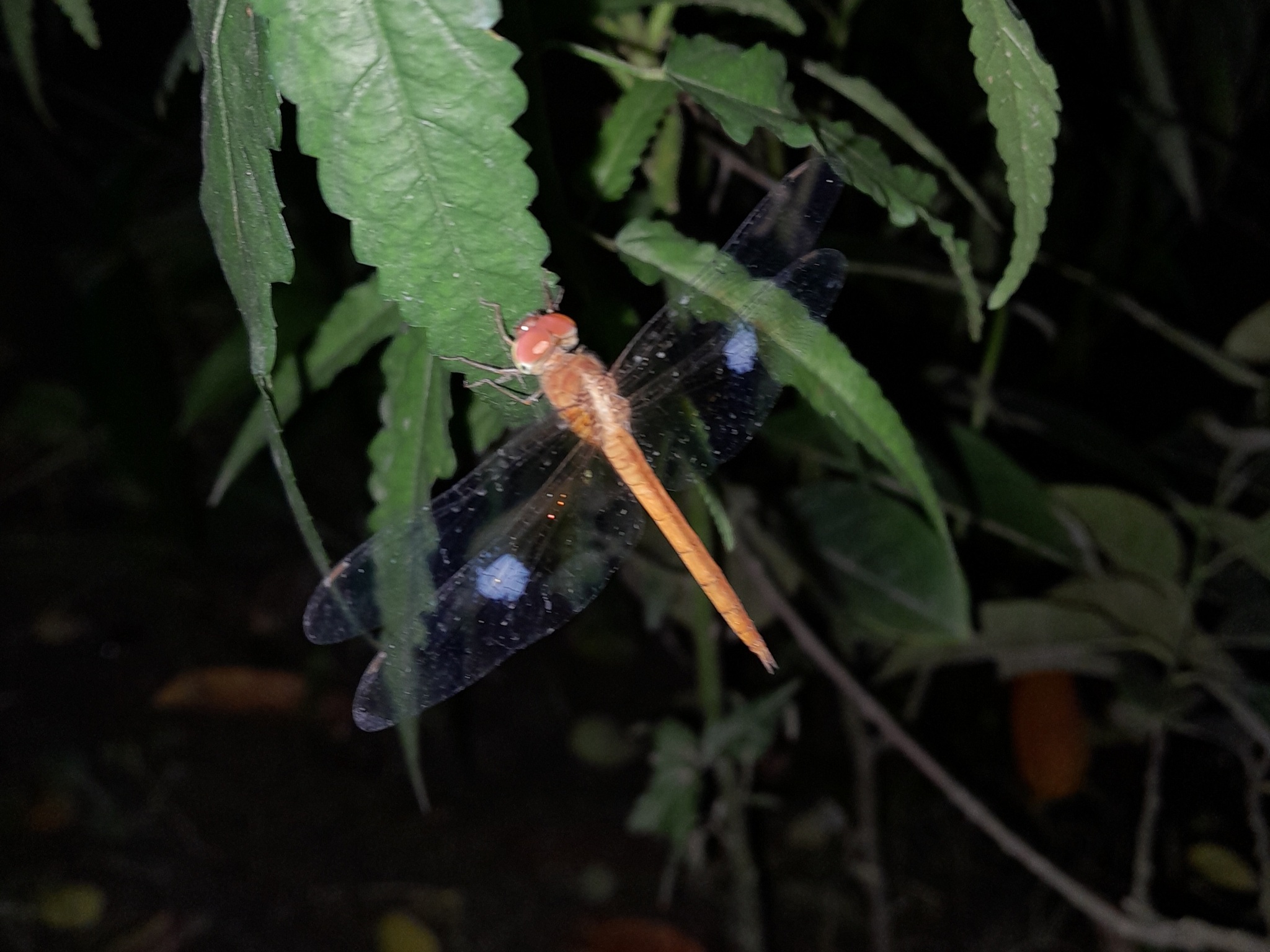 Coral-Tailed Cloudwing