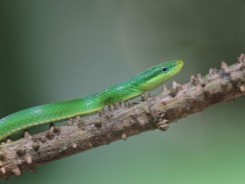 Blue-eyed Bush Rat Snake