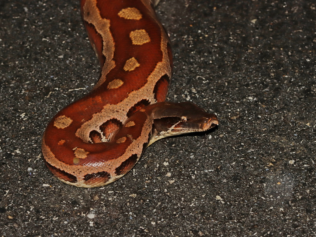 Malaysian Blood Python from Phukhao Thong, Sukhirin District ...