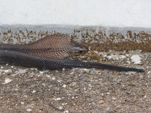Brown Banded Cobra