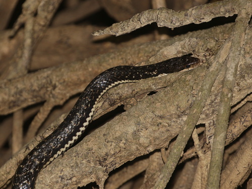 Spotted Keelback Water Snake