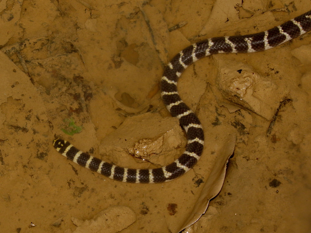 Cantor's Water Snake