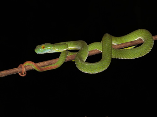 Cardamom Mountains Green Pitviper
