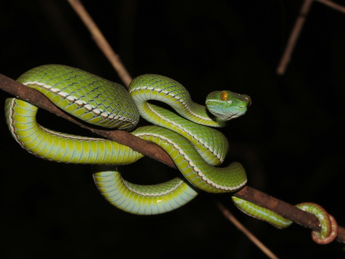 Cardamom Mountains Green Pitviper