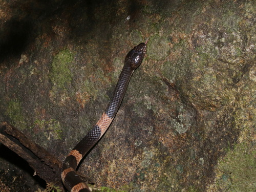 Cardamom Mountain Wolf Snake