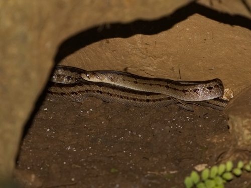 North-east Indian Kukri Snake