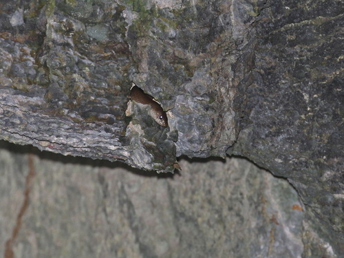Cave Kukri Snake, Oligodon speleoserpens