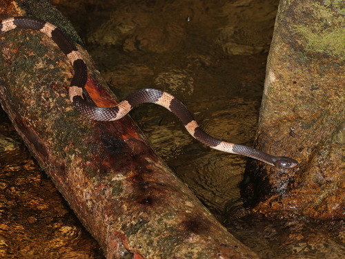 Cardamom Mountain Wolf Snake