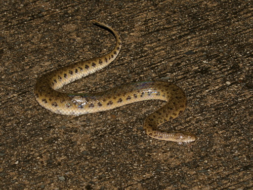Chanard's Mud Snake