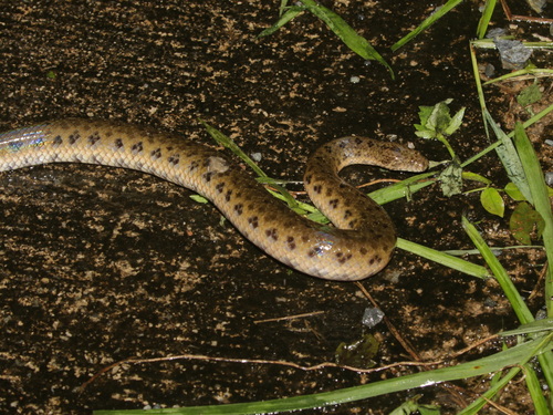 Photo of a Chanard's Mud Snake (Enhydris chanardi)