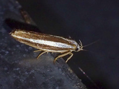 Catoryctis subparallela