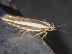 Catoryctis subparallela