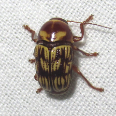 Cryptocephalus atrofasciatus