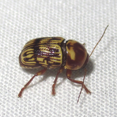 Cryptocephalus atrofasciatus