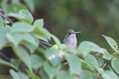 Cynanthus latirostris