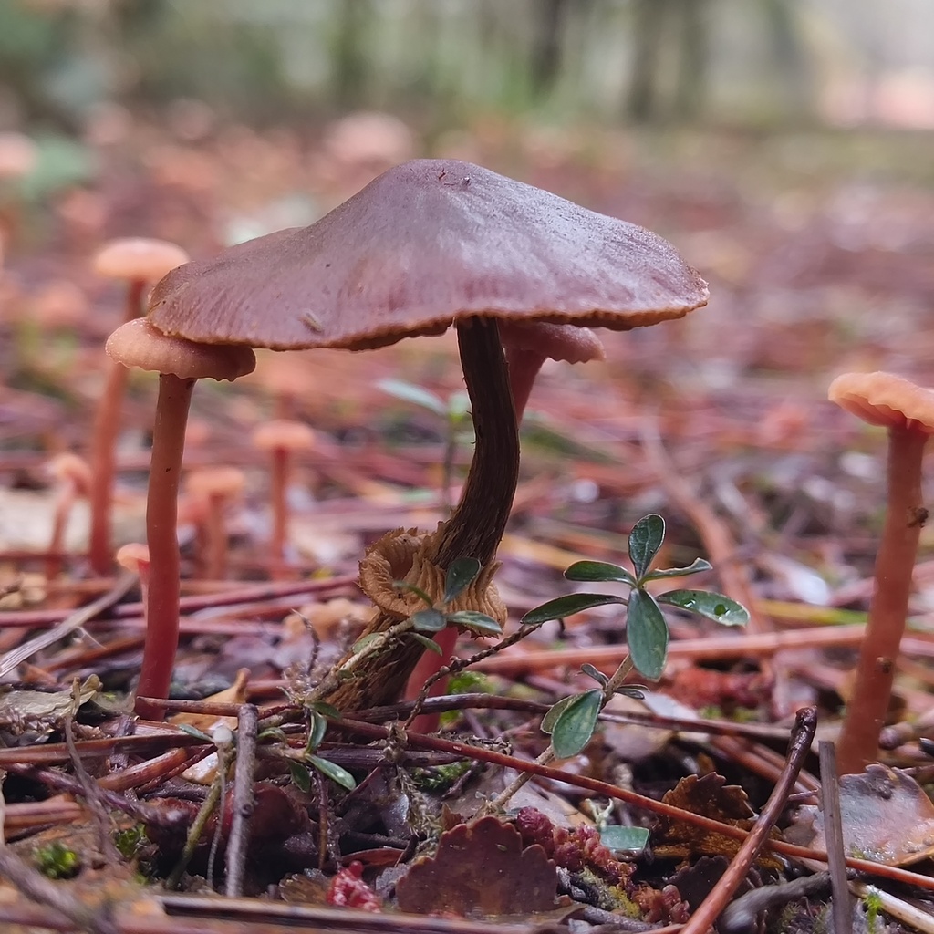 Descolea