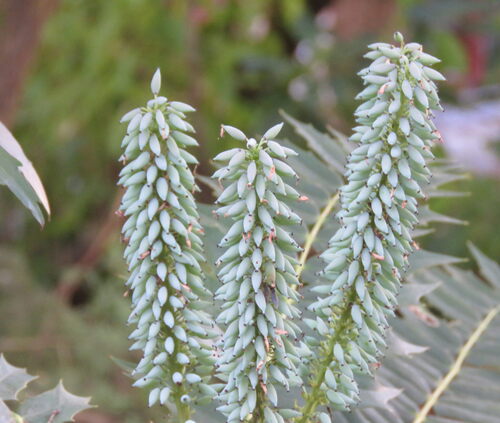 Mahonia oiwakensis