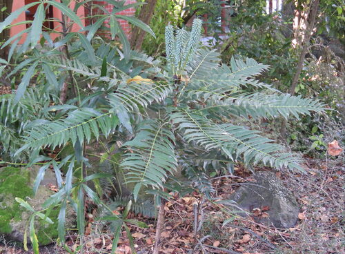 Mahonia oiwakensis