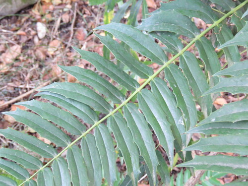 Mahonia oiwakensis