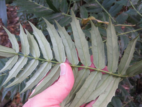 Mahonia oiwakensis