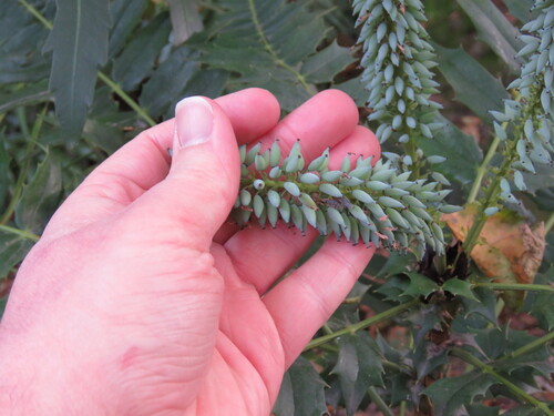 Mahonia oiwakensis