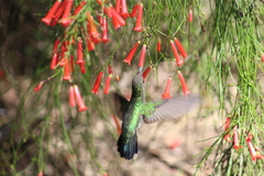 Cynanthus latirostris