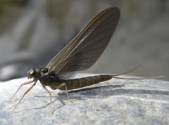 Siphlonuridae
