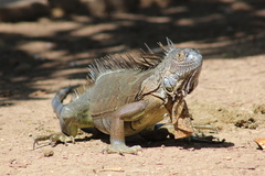 Iguana iguana